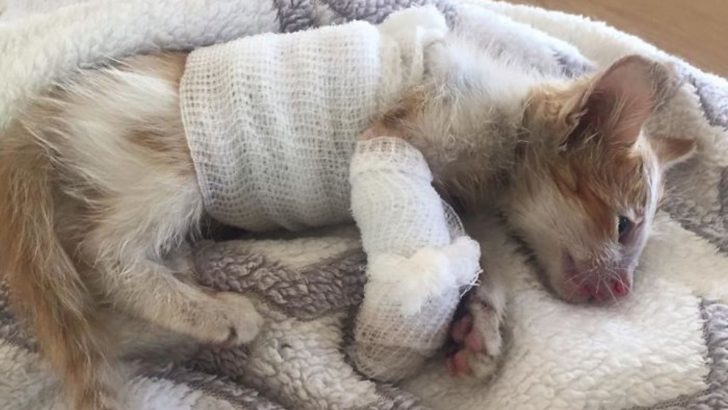 An Impaired Kitten Rescued From A Factory Is Transformed By Love