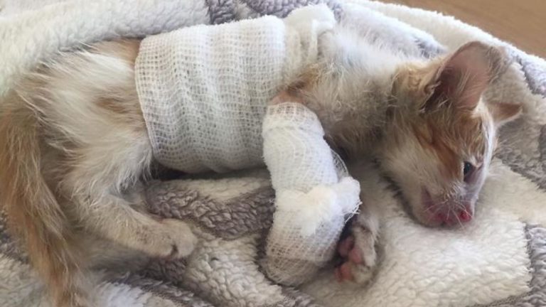 An Impaired Kitten Rescued From A Factory