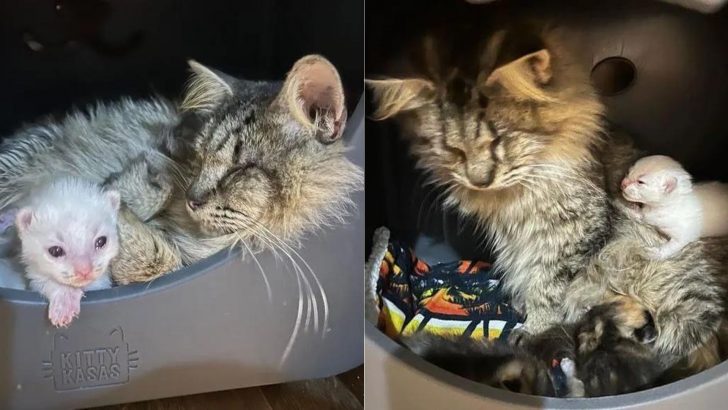 Blind Cat Leads A Family To Her Kittens After Looking For A Home Her Whole Life