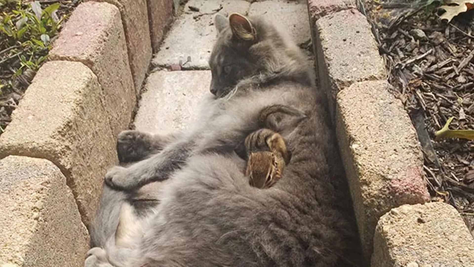 the cat made friends with the squirrels