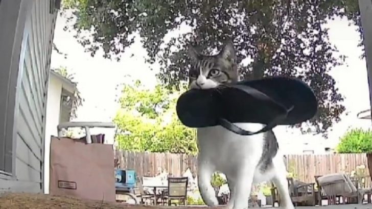 Cat Keeps Stealing Things From Neighbors And Bring Them As ‘Gifts’ To Her Owners