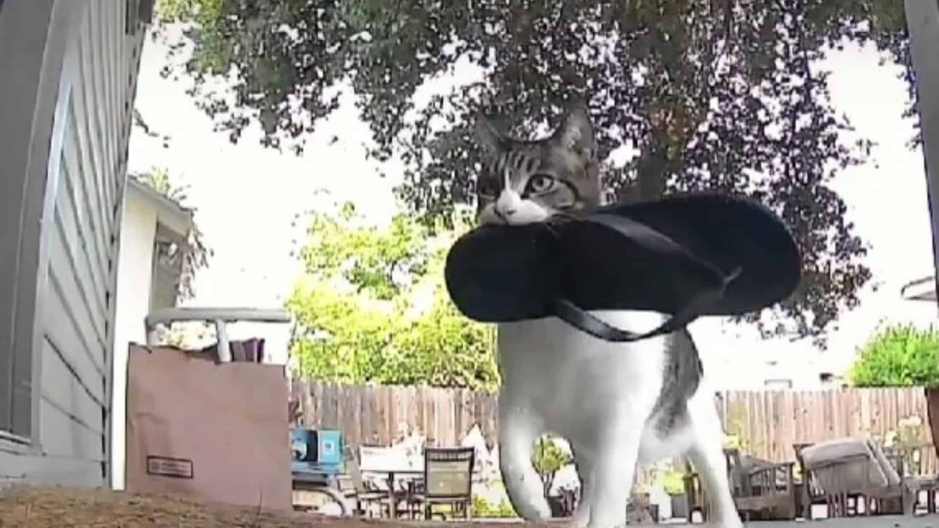 cat with a flip-flop