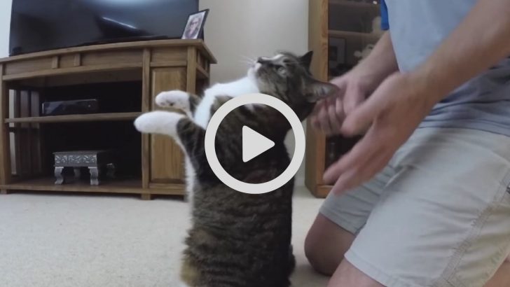 Cat Lives For “Trust Falls” With Her Owner And It’s Hilarious