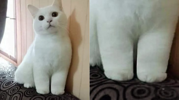 Cat Lovers Can’t Get Enough Of The Cutest “Kitty Cankles”