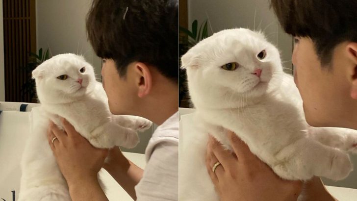 This Funny Kitty Has Had Enough Of His Owner’s Cuddles
