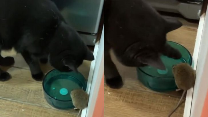 Cat Befriends A Mouse Instead Of Hunting It