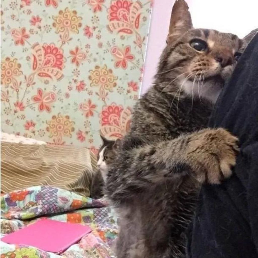 Cat in funny pose