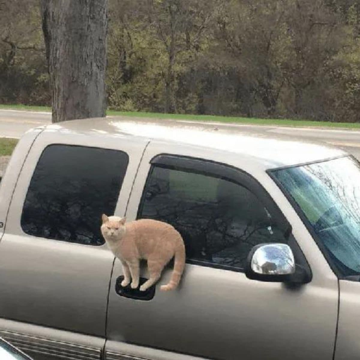 Cat standing on car with magic
