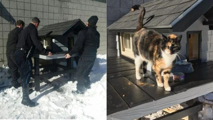 Cops Built This Amazing Cat Condo For A Homeless Cat That Kept Visiting Them