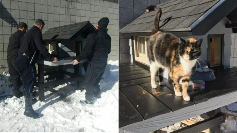 cops building house for cat