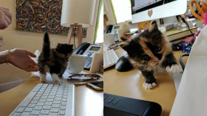 Employee Brings Her Foster Kitten To Work Who Decides To “Help” Her With The Job