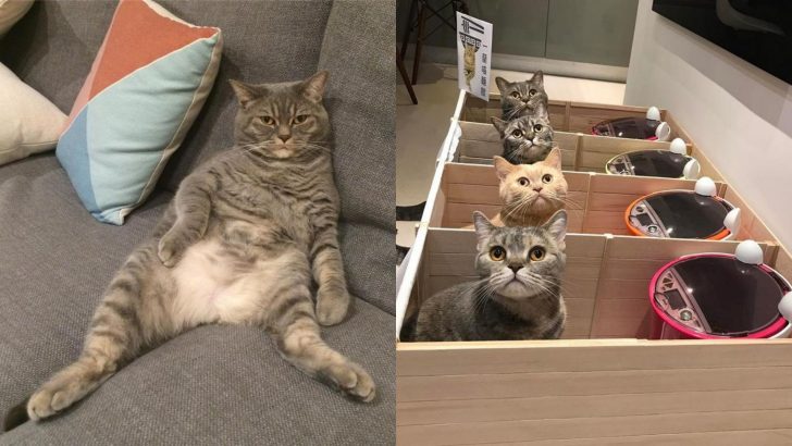 Food-Obsessed Kitty Kept Eating More Than He Should Until His Owners Came Up With A Brilliant Idea