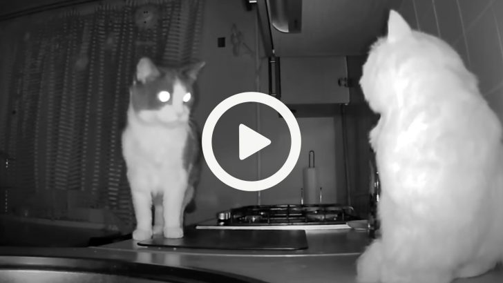 Here’s What Cats Do At Night (VIDEO)