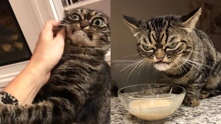 Meet Grumpy Kitzia, The Cat That Looks Permanently Pissed-Off