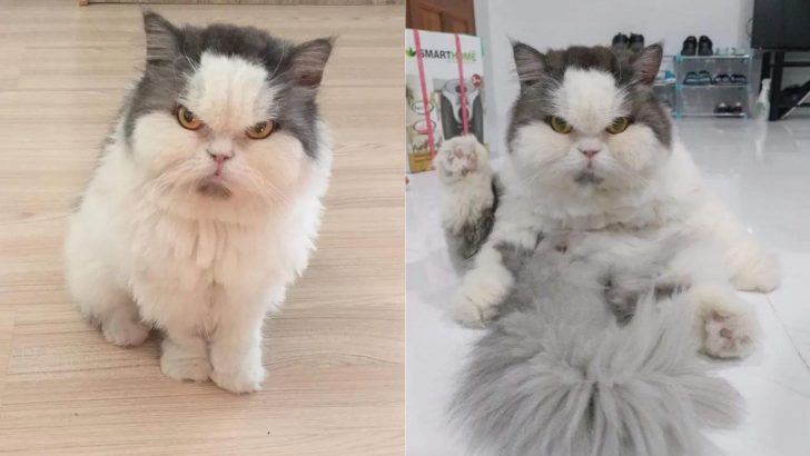 Meet Leo, The Angry Cat Who Does Nothing But Judges Everyone That Stands In His Way