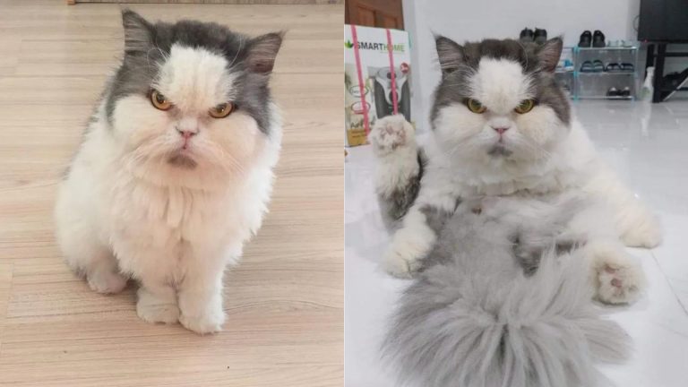 Meet Leo, The Angry Cat