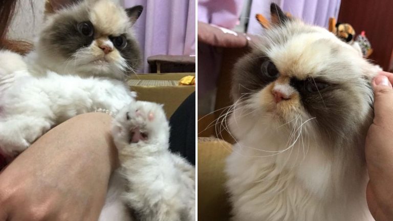 Meet Meow Meow the grumpy cat