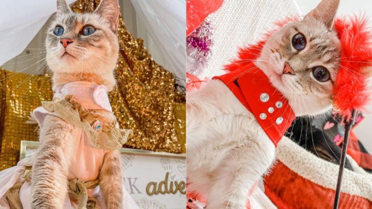 This Kitty Becomes A Fashionista Despite Her Disability
