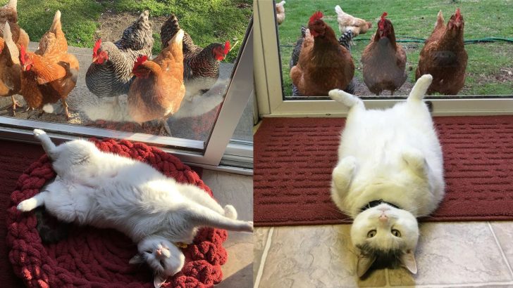 This Cat Has No Idea Why All The Chicks Love Him