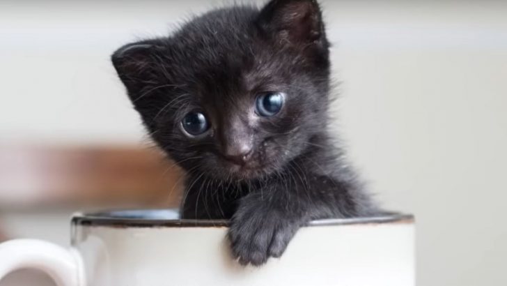 This Kitten Was So Tiny That She Was Brought To A Shelter In A Teabox