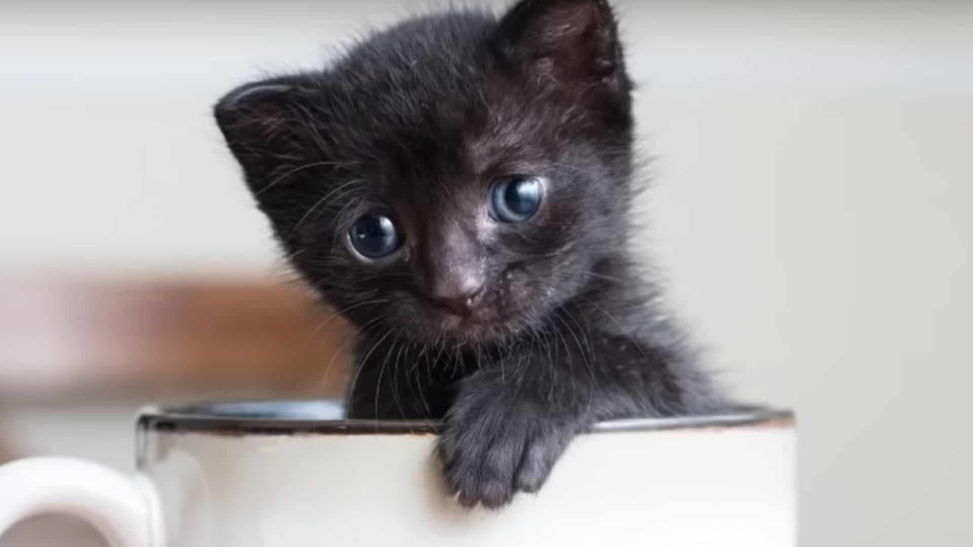 black kitten