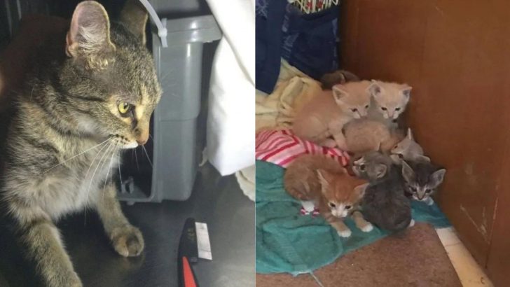 Cat Begs Her Rescuer To Let Her Out So She Can Take Care Of Her Injured Babies