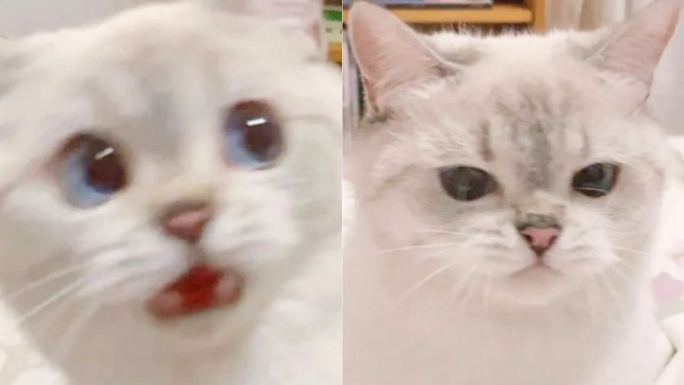 Nana The Cat Is So Expressive