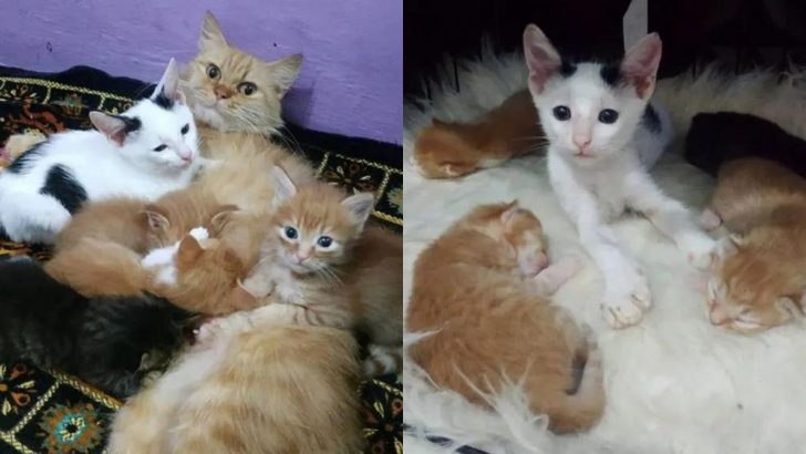 Orphan Kitten Sneaks To A Group Of Kittens And Insists On Becoming A Part Of Their Family
