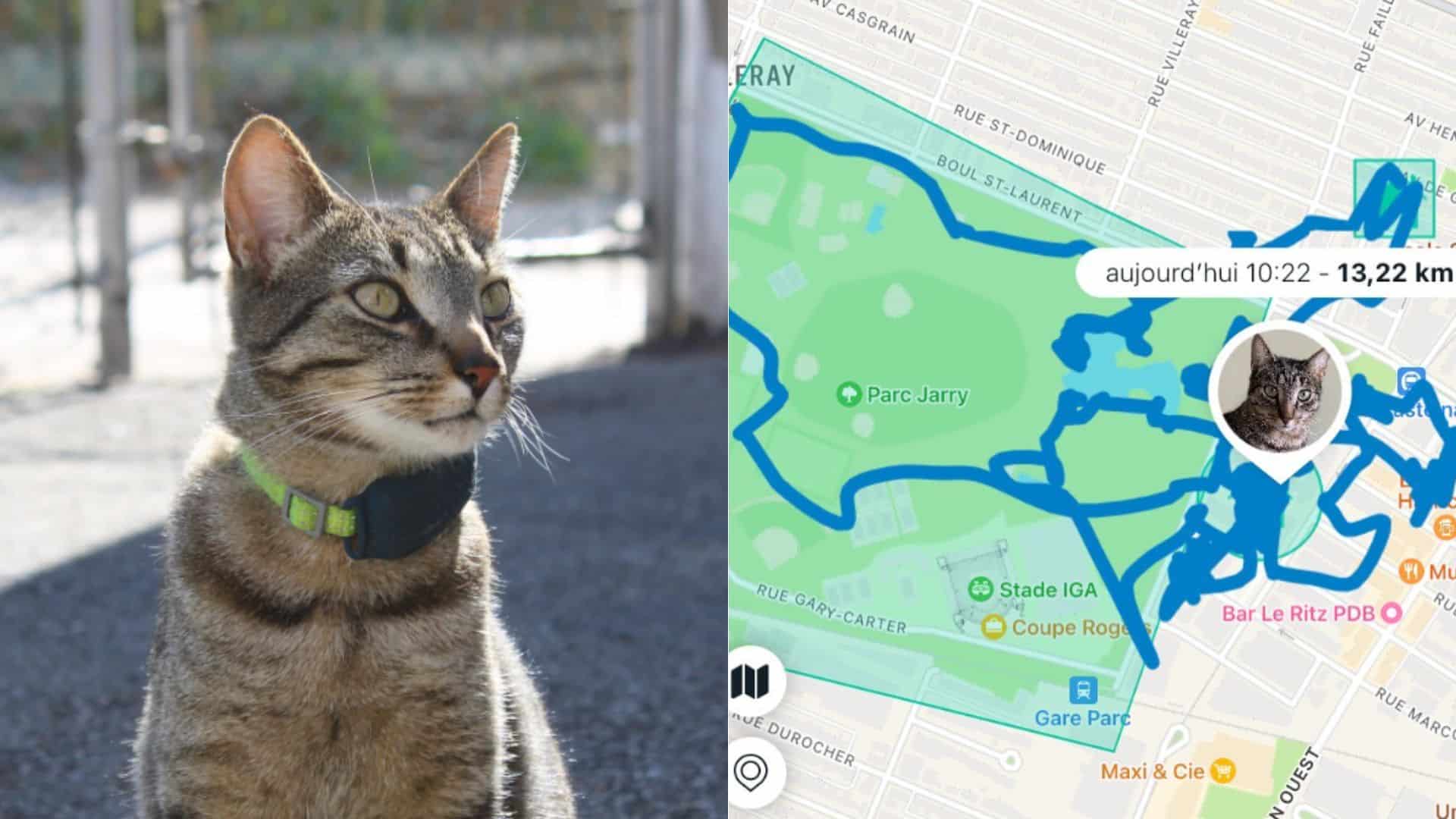 cat with a gps