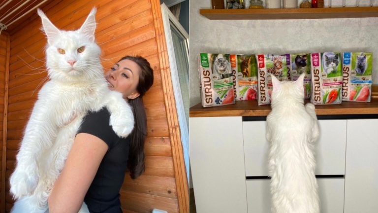 photo of woman holding big maine coon cat