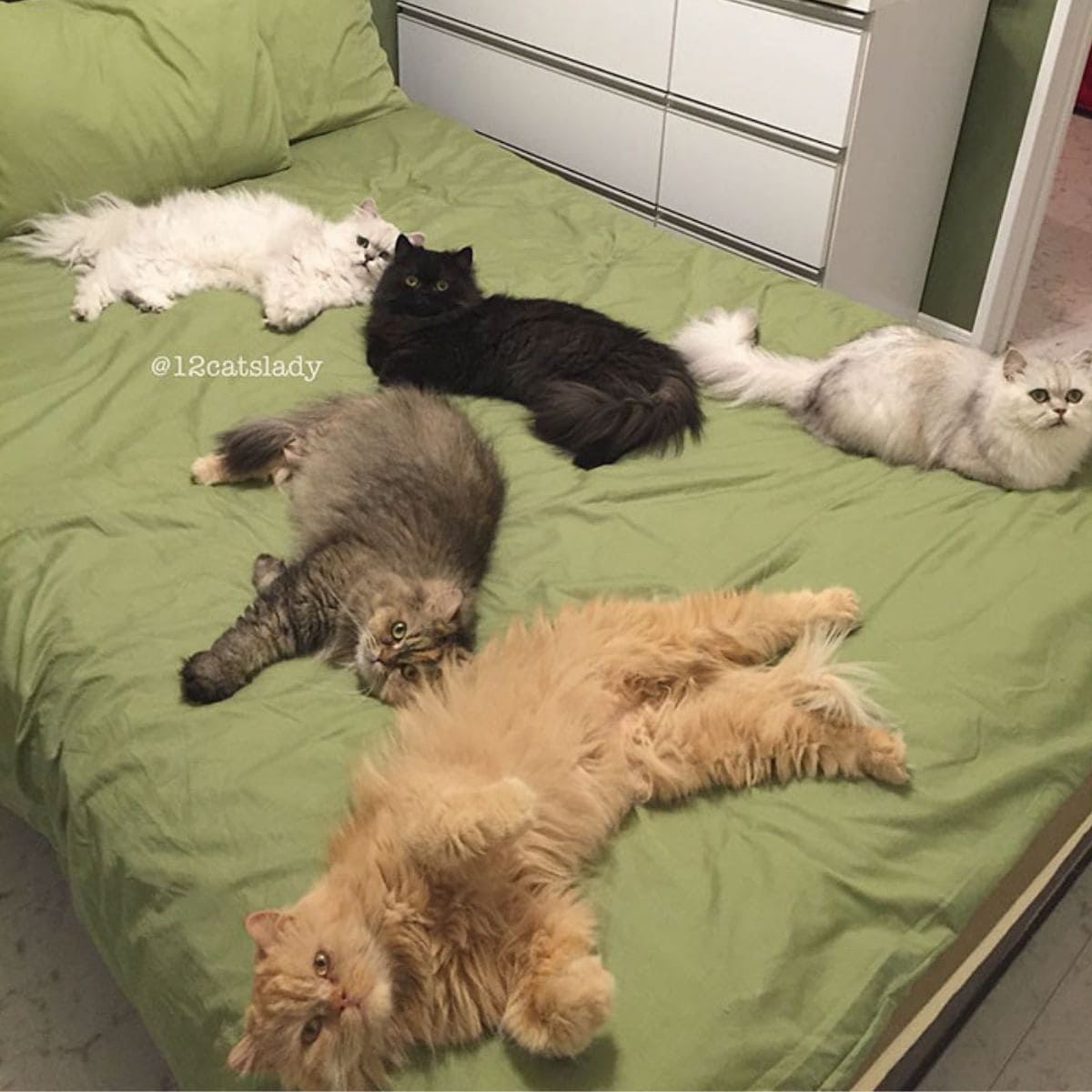 Persian cats are lying on the bed