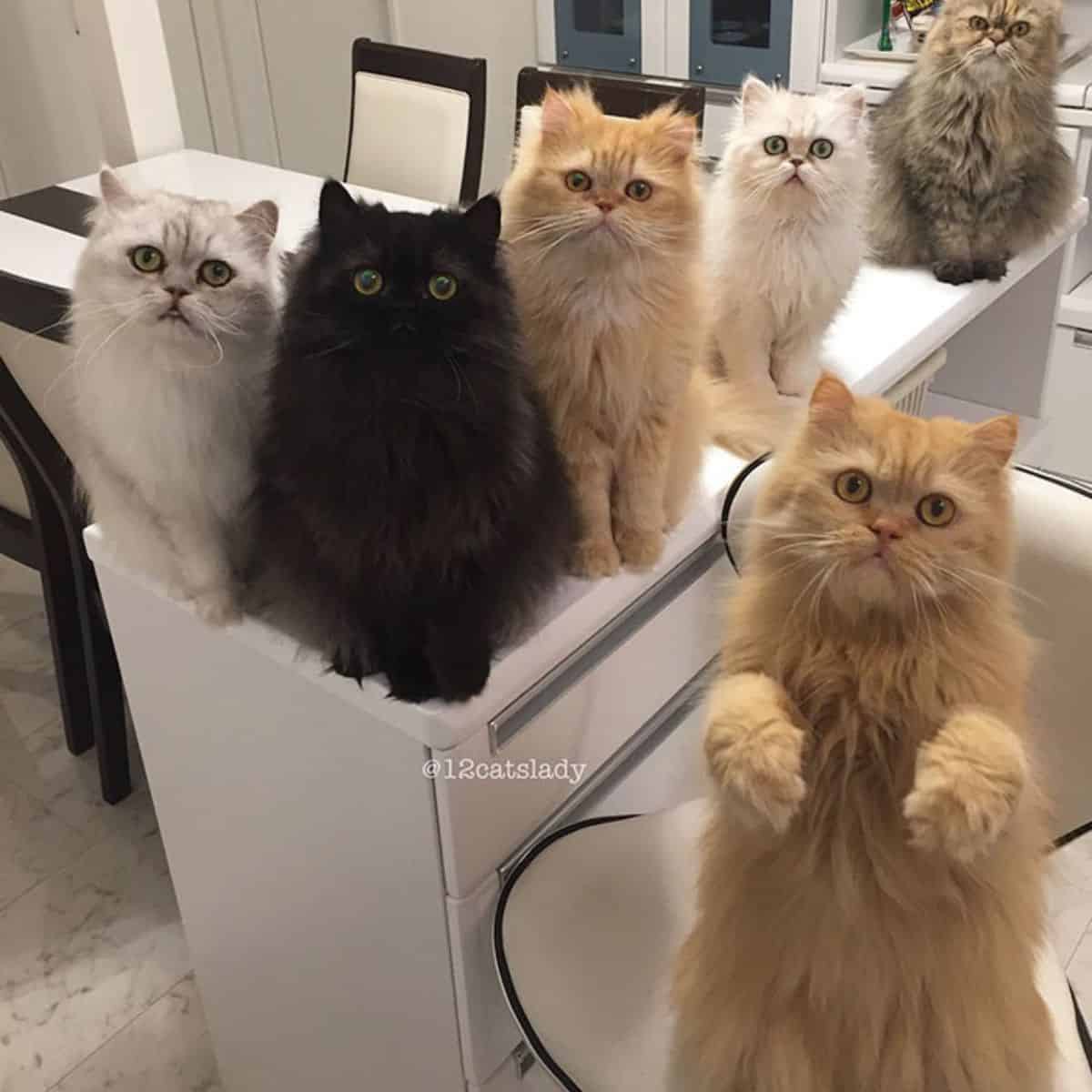 Persian cats are sitting and looking at the camera