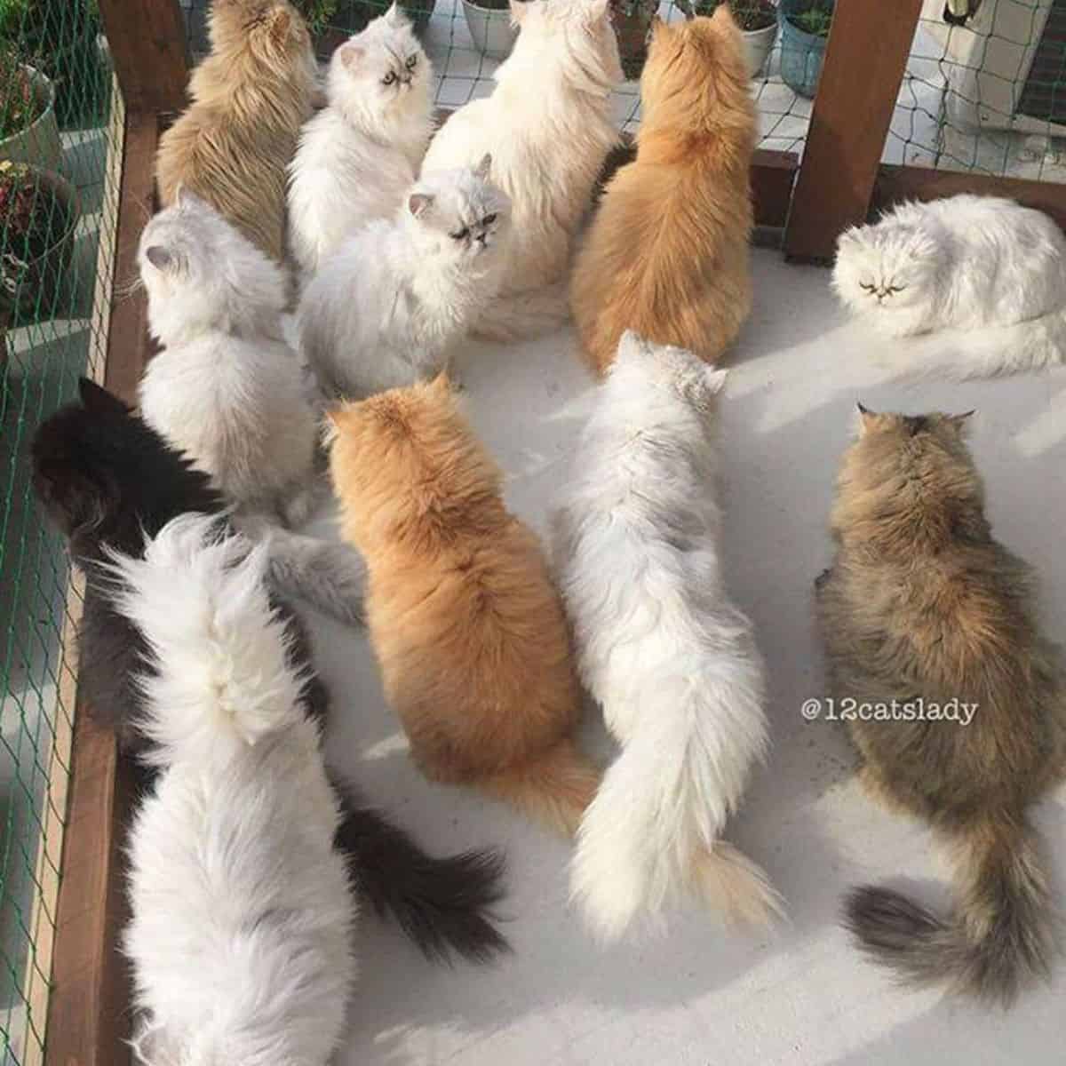 Persian cats in an enclosure