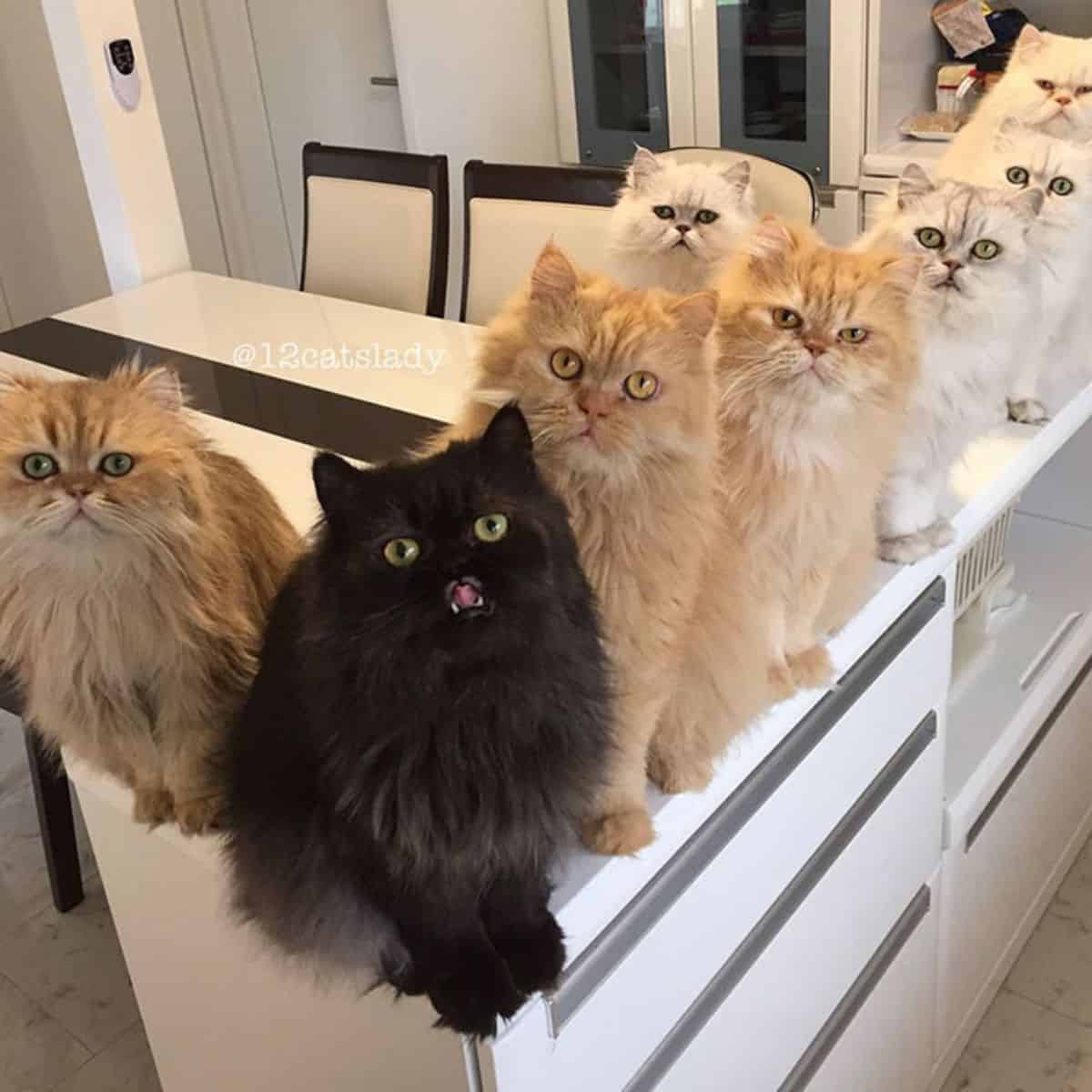 Persian cats on the kitchen element