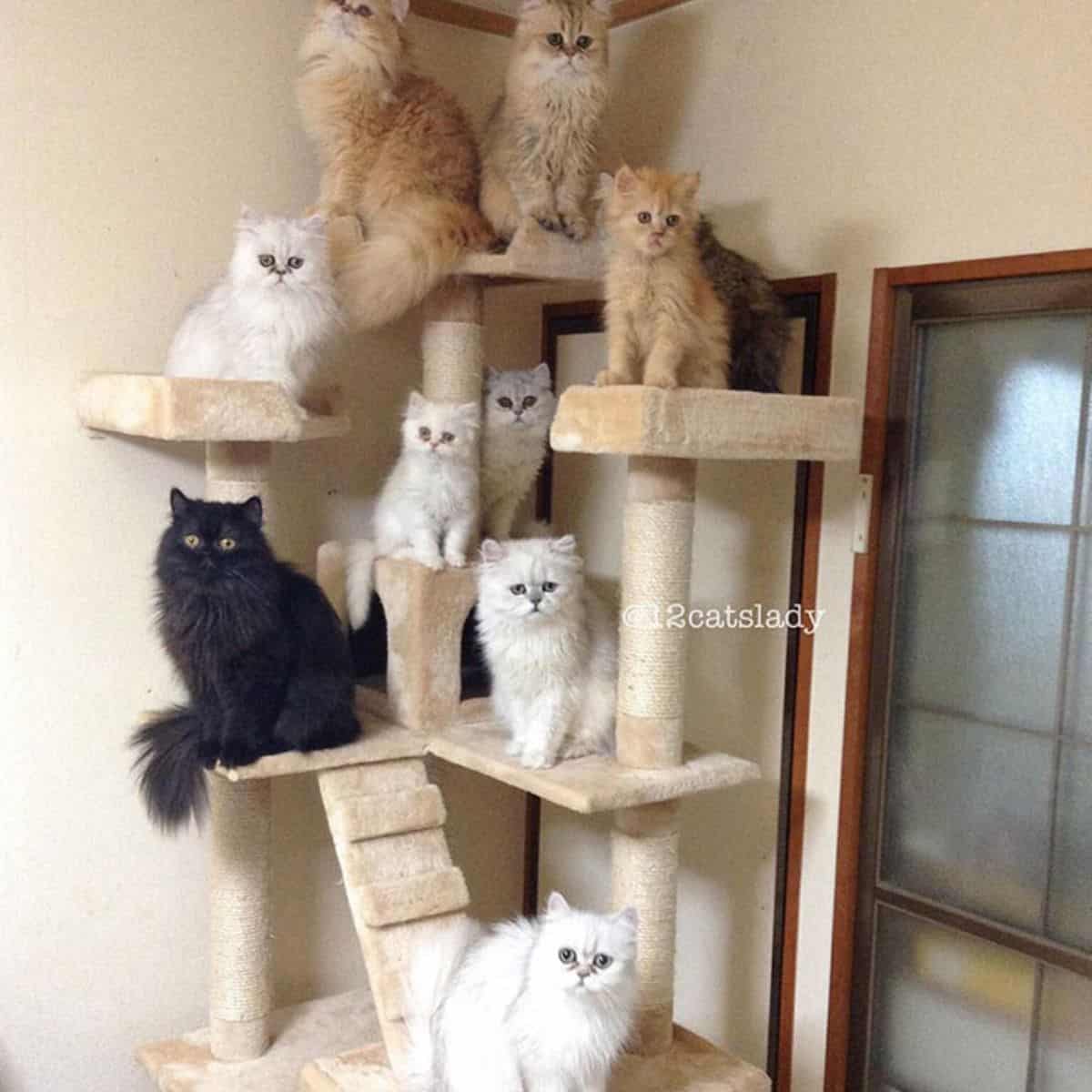 Persian cats sit on a scratching post