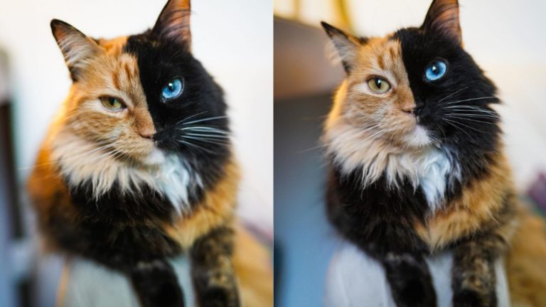 cat with two faces