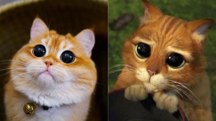 This Big-Eyed Cat Looks Like A Real-Life Puss In Boots
