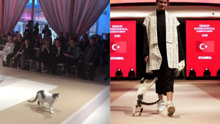 Random Cat Invades Fashion Show And Tries To Fight Models 