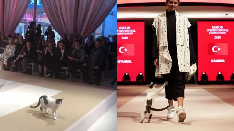 a clumsy cat breaks into a fashion show