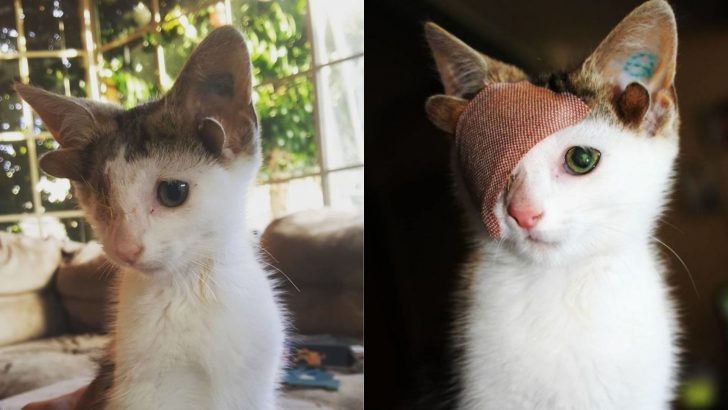 Rescue Cat With Four Ears And One Eye Gets A Stroke Of Luck And Finds A Home