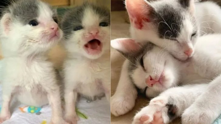 Inseparable Rescued Twin Kittens Find A Forever Home Together