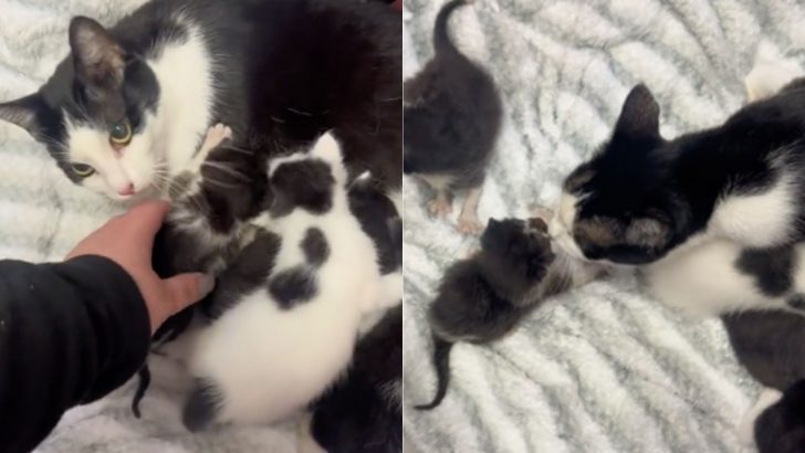 Rescuer Introduces Orphaned Kittens To A Gentle Mama Cat And What Happens Next Will Truly Warm Your Heart