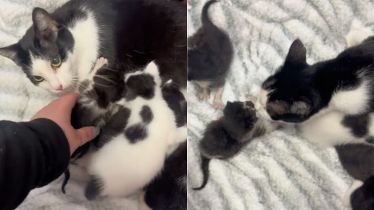 cat and her kittens laying on the bed