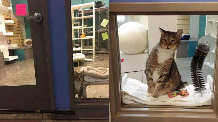 Shelter Cat Receives Detention After Helping Many Cats Escape