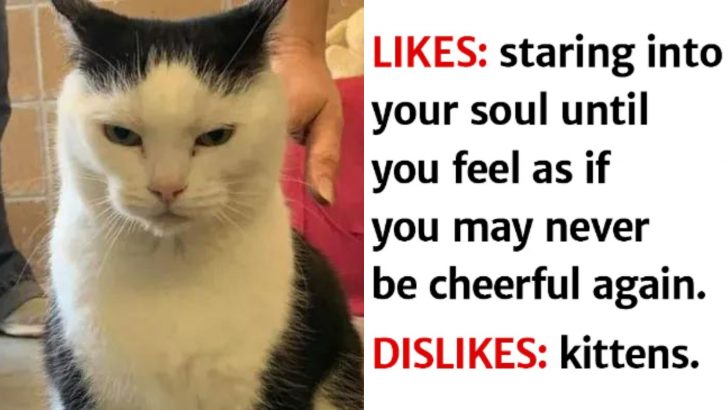 North Carolina Shelter Labels This Cat As “The World’s Worst Cat” And Here’s Why