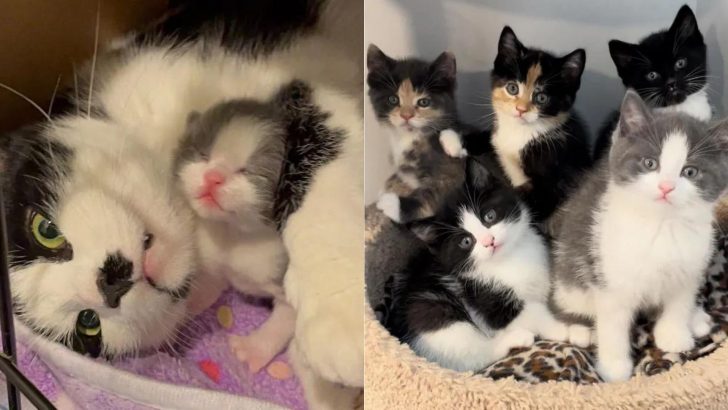 Stray Cat Is So Happy To Enter A Home Because Her Kittens Will Now Be Safe