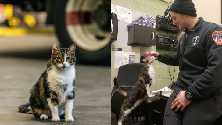 Stray Cat Wanders Into Fire House And Makes It Her Forever Home