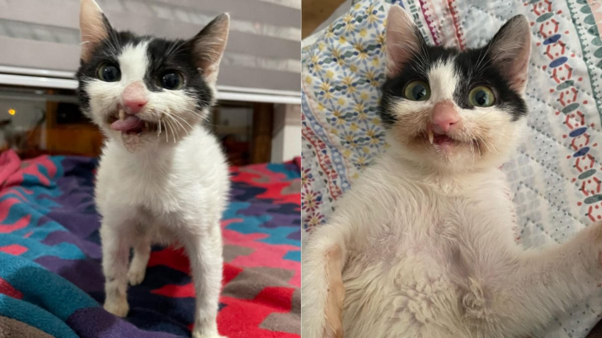 Stray Kitten Can't Hide Her Crooked Smile After Getting A New Chance At ...