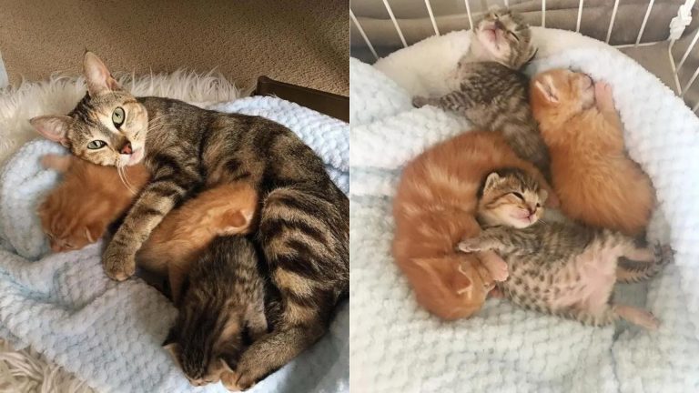 cat sleeping with kittens