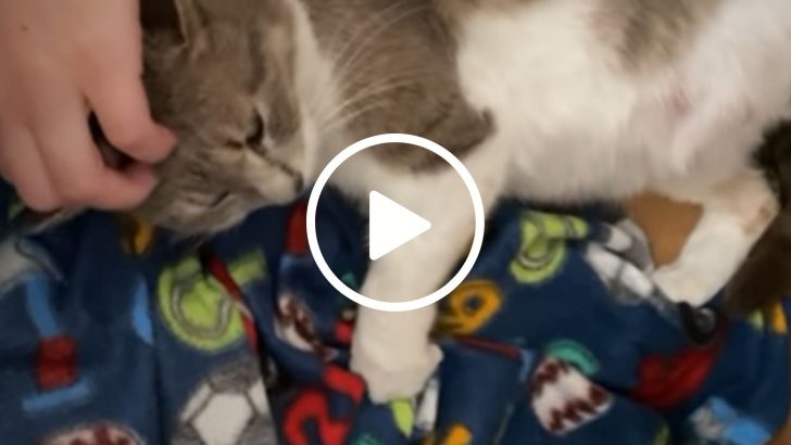 This Cat Does The Cutest Thing While In Labor (VIDEO)